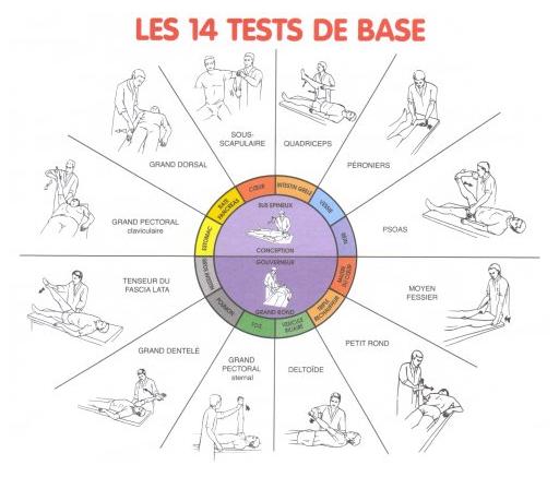 Illustrations des 14 tests musculaires de base